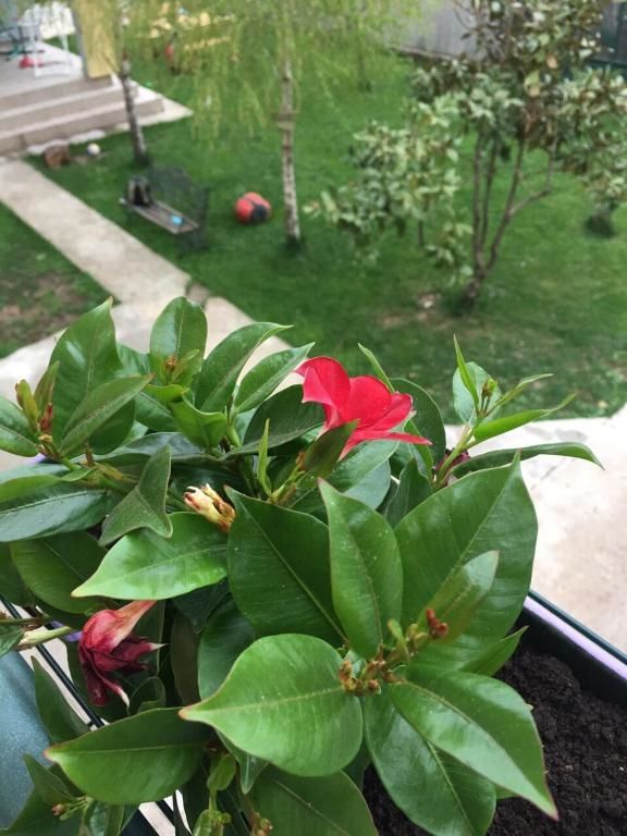 Апартаменты Apartments Green Цетине